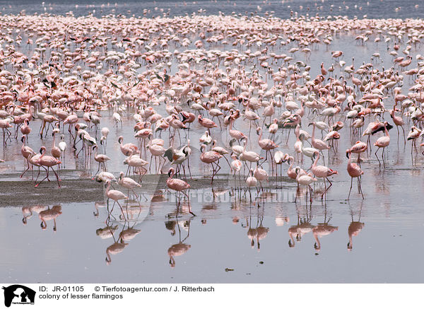 Kolonie Zwergflamingos / colonyof lesser flamingos / JR-01105